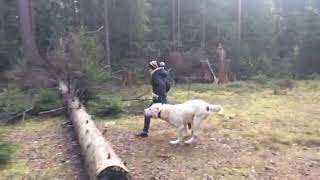 Шикарный прыжок! Алабай на прогулке. Шикарный прыжок! Алабай на прогулке.