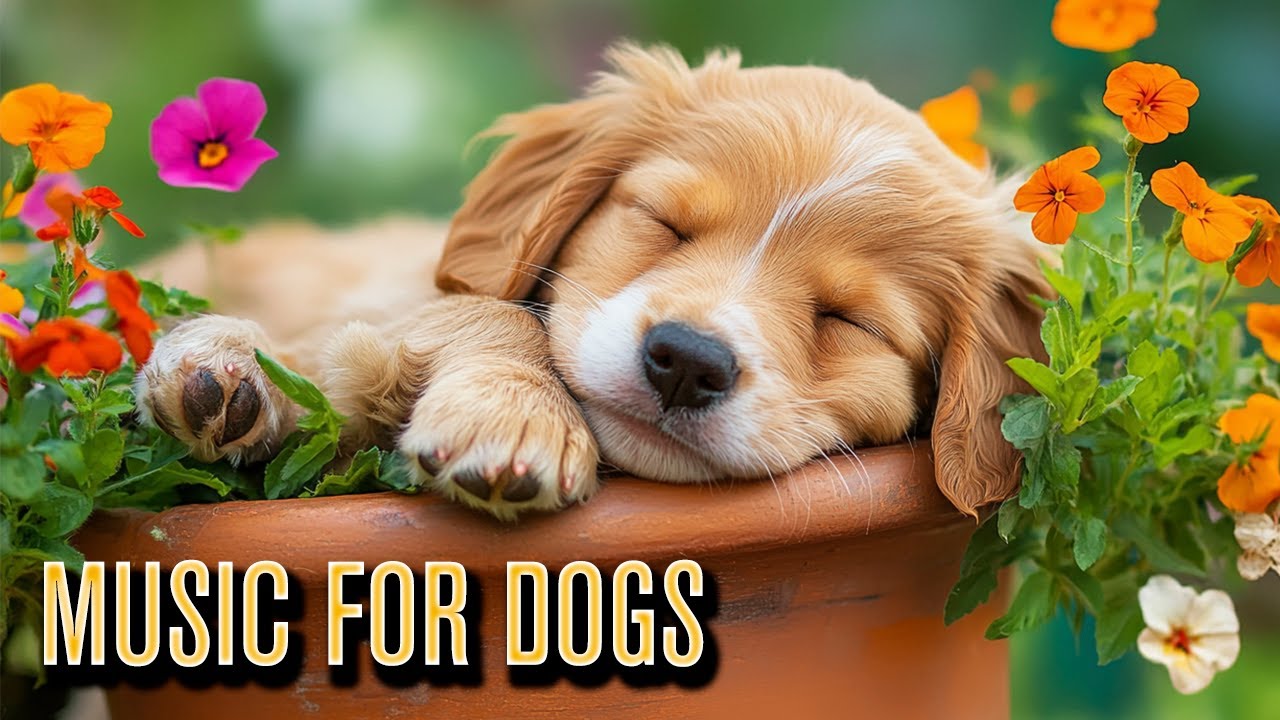 MUSIC FOR DOGS:  Can Lo-fi Music Actually Improve Your Pet's Quality Of Life?