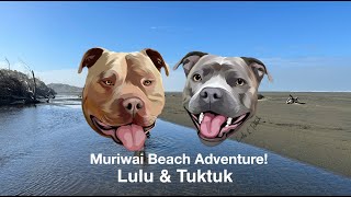 Muriwai Beach Dog Adventure! The best dog beach in Auckland