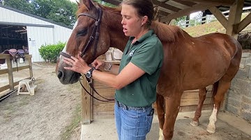 How to-Put on a Bitless Bridle