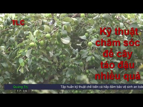 Video: Chăm Sóc Cây Táo: Thật Không Dễ Chút Nào