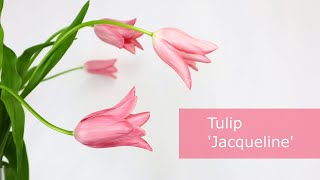 【High Quality】Tulip 'Jacqueline'【Japanese Flowers】