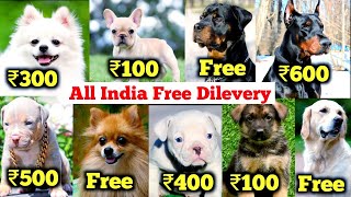 Free Dogs | Cheapest dog market in India | 2024 free dog delivery all india, Pitbull beagle labrador