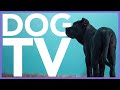 Entertaining Dog TV and Music -  Virtual Dog Walking Video - Video For Dogs in 4K