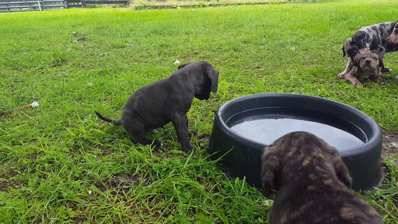 onyx brindle great dane