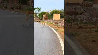 tal Chhapar wildlife sanctuary rajasthan #viral #wildlife #birds #nature #animals #india #shorts