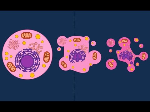 Video: Morte Cellulare Immunogena Indotta Da Una Nuova Terapia Fotodinamica Basata Su Fotosensori E Fotoditazina