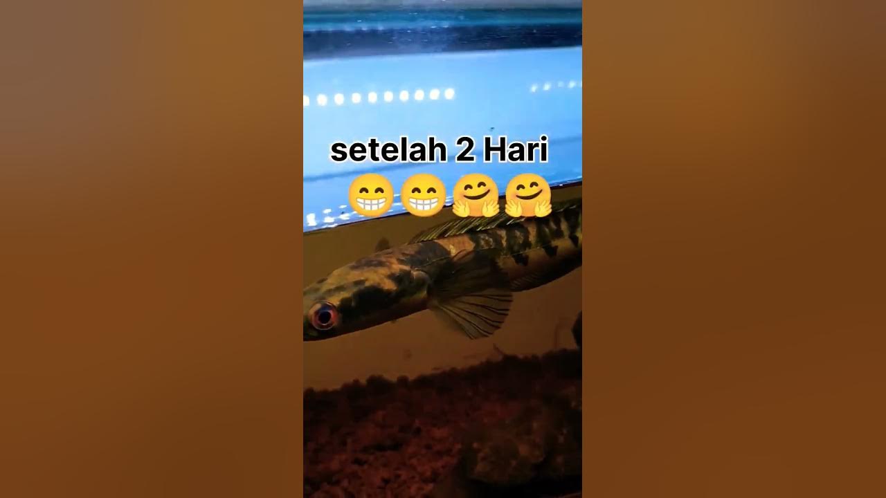 Sembuhkan Mata Ikan Channa Berkabut