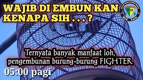 Manfaat embun pagi untuk murai batu dan burung burung fighter lain nya  | PENANGKAR MUDA