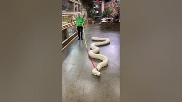 20ft Snake Vs. Granny | Ross Smith