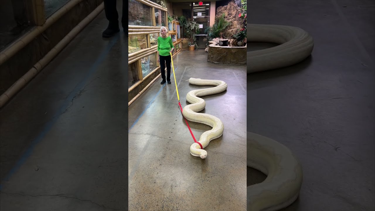 20ft Snake Vs Granny Ross Smith
