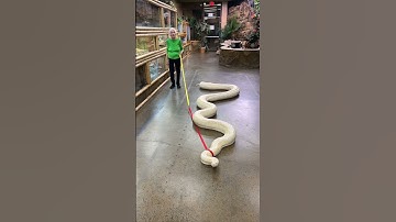 Thumbnail of 20ft Snake Vs. Granny | Ross Smith
