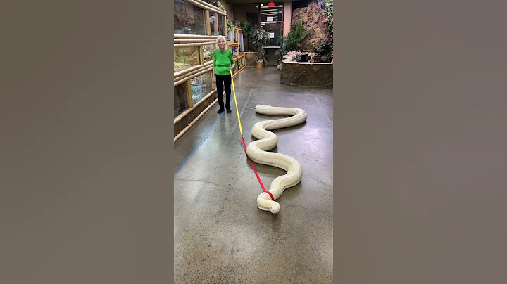 20ft Snake Vs. Granny | Ross Smith - DayDayNews