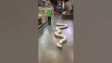 20ft Snake Vs. Granny | Ross Smith