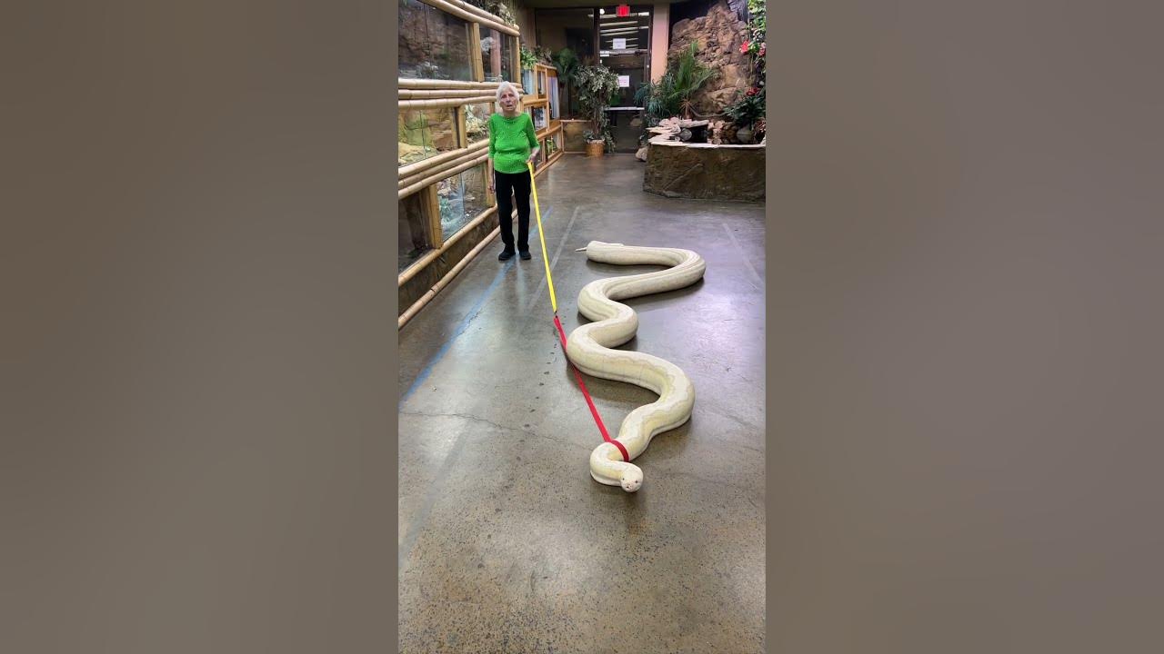 20ft Snake Vs. Granny | Ross Smith