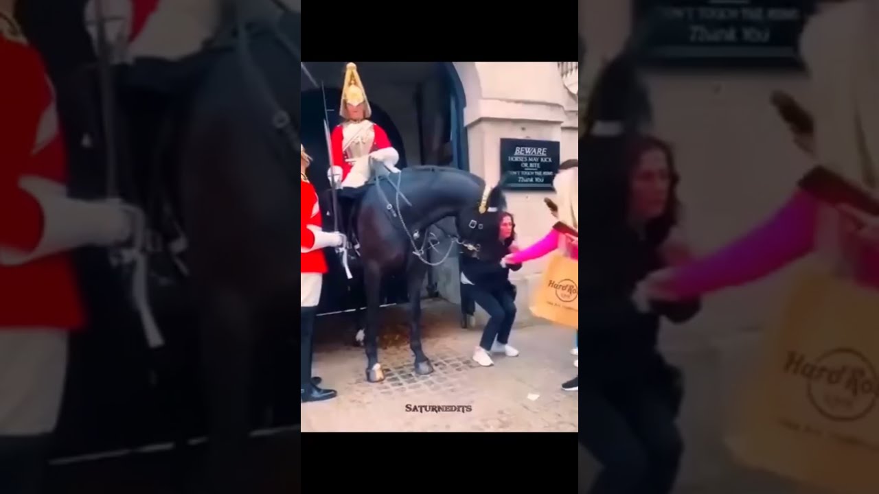 King Horse S Reaction To Strangers Watch Till The Endof Video Respect Aura Shorts Shortsfeed