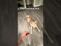 Cool Dog Trick #huskies #cooldog #dogtricks #cutedogvideo
