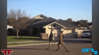 GIFS WITH SOUND FAN FRIDAY #12 FUNNY GIFS WITH SOUND Compilation October