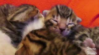 Bonnie's Bengal Babies 1 Week Old Litter of EIGHT by Bonnie & Isla Bengal Twins 68 views 7 months ago 1 minute, 25 seconds