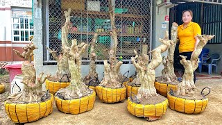 Tèo Anh bonsai 1/6 #0389780342 mới về lô Mai Chiếu Thủy lá lớn dáng đẹp, hữu nghị lô Nguyệt Quế