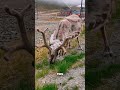Why do Reindeer eyes change color?