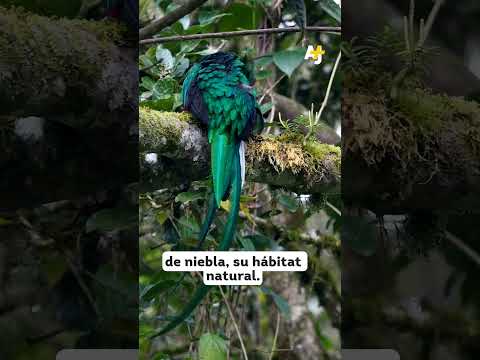 Video: ¿Se puede tener un resplandeciente quetzal como mascota?