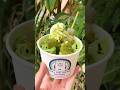 なんか見ちゃう!マイナス10度の鉄板でくるくる巻き上げて作る抹茶ロールアイス! #japanaesefood
