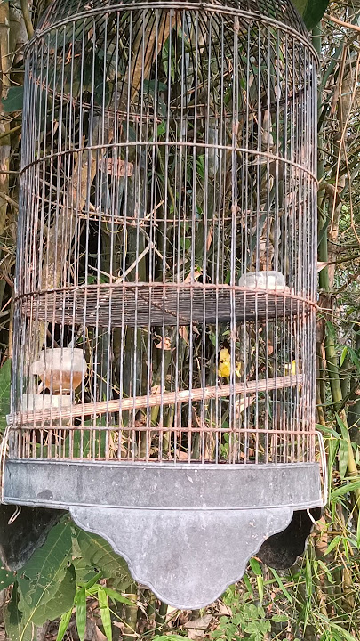 @MENANGKAP BURUNG SOGON  RENG MERAH YANG LEPAS SANGAT MELELAHKAN #birds #mangkicauoffecial