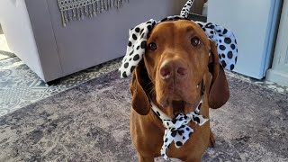 Vizsla wins best dressed as a Dalmatian