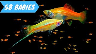 Yellow Princess Giving Birth to 58 Babies | Pineapple Swordtail Fish Breeding | Xiphophorus helleri