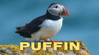 Atlantic puffin sound, puffin call