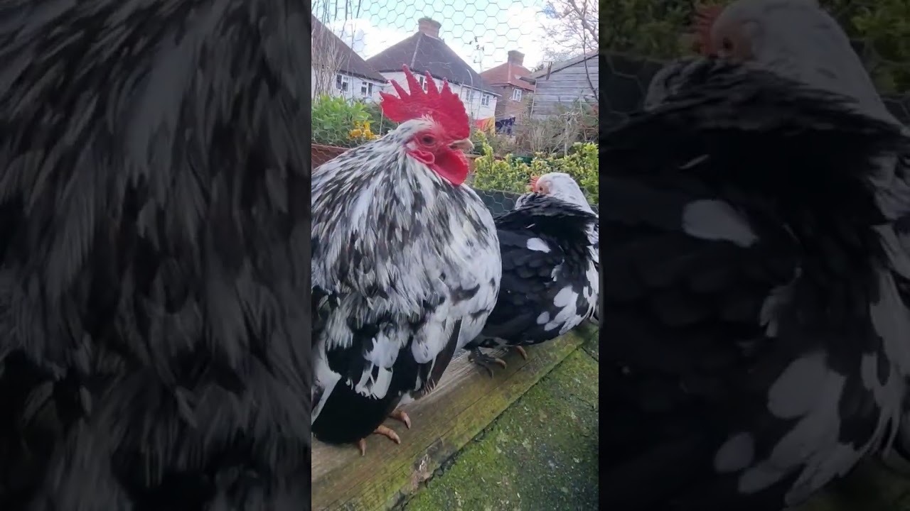 Bantam Chickens, Serama Chickens, Smallest Chickens,Backyard Chickens!