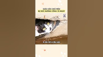 Giải cứu chú mèo mắc kẹt dưới cống thoát nước