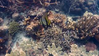 Platax Pinnatus batfish Coron Palawan Philippines - August 2018