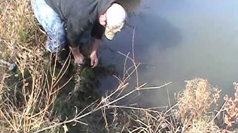 Trapping Muskrats Part 1 (The sets)