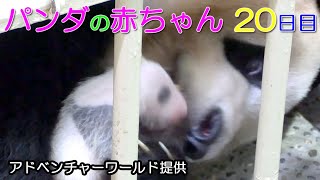 アドベンチャーワールド　パンダの赤ちゃん20日目