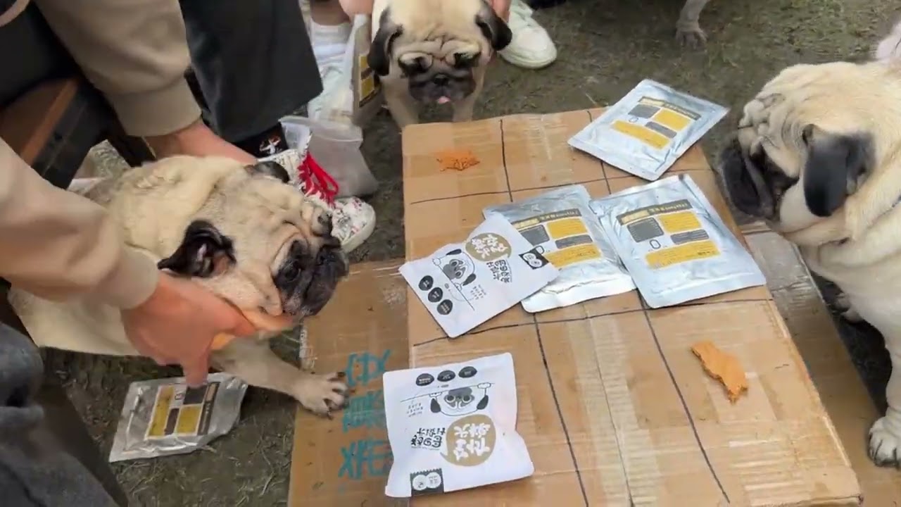 Pug gathering mini-games