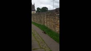Suicidal Duck