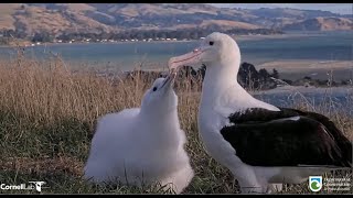 Royal Albatross ~ Amazing LGL Comes In 5 Days In A Row &amp; Feeds Some Mouthfuls To TF! 💕 5.11.24