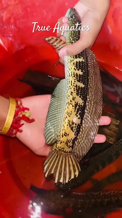 CHANNA AURANTIMACULATA🔥 HIGH FIN #viralvideo #channa #snakehead #viralshorts