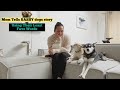 Mom tells dramatic klee kai story using least favourite words