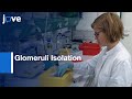 Glomeruli Isolation and Glomerular Cell Surface Proteins Labelling | Protocol Preview