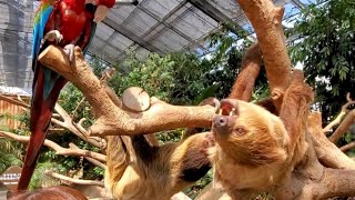 ナマケモノのケンカの仲裁に入るインコ。Sloths fight/Redandgreen macaw  神戸どうぶつ王国