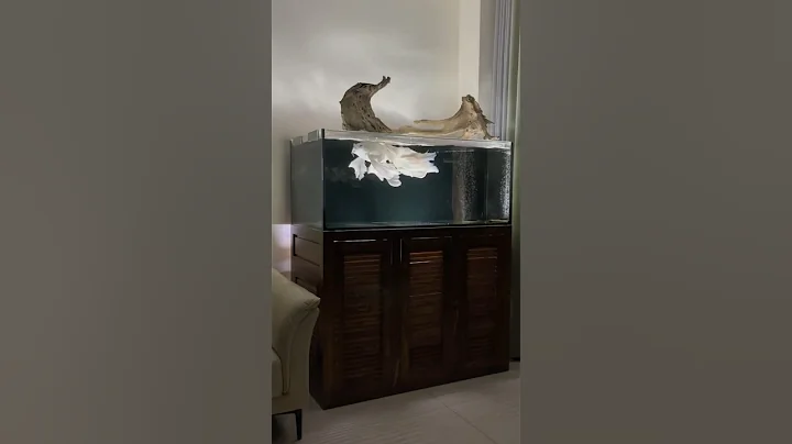 Chép sư tử trắng siêu đẹp#goldfish #cávàng #chépsưtử