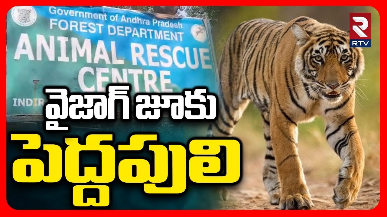 వైజాగ్ జూకు పెద్దపులి.. | East Godavari Tiger Updates | Tiger Moved To Vizag Zoo | Pedda Puli |  RTV