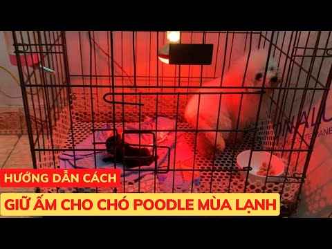 Video: Làm thế nào để biết một con chó cái đã sẵn sàng để phối giống