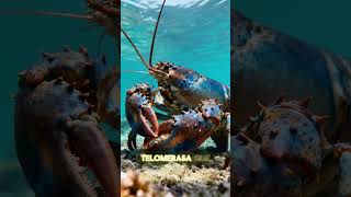 Las langostas son biológicamente inmortales #animales #langosta