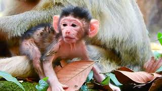 Monkey hugs are the warmest! 🤗🐒💕 #MonkeyCuddles #MomAndBaby #PureLove