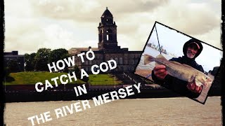 How-To Catch  A Cod In The River Mersey!