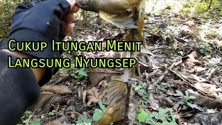 TRIK JITU PIKAT BURUNG MERBAH MATA MERAH❗️❗️❗️